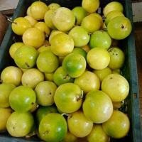 ราคา 【ไซส์กลาง】เสาวรสหวาน น้ำผึ้ง. ทานสดได้ วิตามินซีสูง ขับถ่ายดี (1731365092120167698)