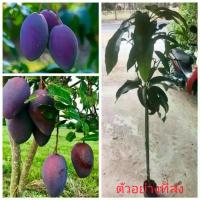 ราคา (1ต้น) สูง 40-50cm กิ่งตอน ต้น มะม่วงน้ำดอกไม้ มะม่วง สีม่วง / Navin (1730351888024242517)