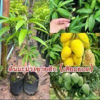 ราคา มะม่วงขายตึก สายพันธุ์เเท้ 100% ต้นเสียบยอด มะม่วง3รสชาติในพันธุ์เดียว ต้นสูง 60-70เซนติเมตร (1732200671256873467)
