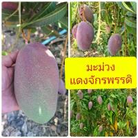 ราคา ชุด 1-2-5 ต้น มะม่วง แดงจักรพรรดิ อร่อยมากกก (1730153184788252822)