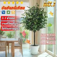 ราคา ต้นไทรเกาหลี ต้นไม้ปลอม ต้นไม้ปลอมใหญ ต้นไม้ปลอมสวยๆ ต้นไม้แต่งห้อง จัดส่ง 24 ชม.120/160/180CM ขาย ร้อน (1732469367864984995)
