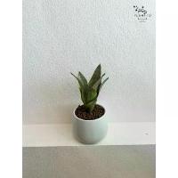 ราคา [clearance] ต้นไม้ปลอม ลิ้นมังกรแคระ พร้อมกระถาง กว้าง 10 cm สูงรวม 24 cm (1732752800358106839)