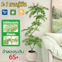 ราคา 【ความจำลอง 99%】ต้นมะขามปลอม ต้นไม้ปลอม รูปทรงสมจริง ดูเป็นตามธรรมชาติ ไม่จาง 110/140/170cm แนะนำ (1732472034851849635)