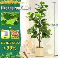 ราคา ต้นไม้ปลอม◆ฟรี กระถาง◆ต้นไทรใบสัก ความจำลอง 99% ต้นไม้ปลอมใหญ่ สูง120/150ซม 47ใบ ต้นไม้แต่งห้อง ต้นไม้เงิน ต้นไม้เทียม ต้นไม้มงคล ต้นไม้ปลอมตกแต่งบ้าน ต้นไทรใบสักพุ่มใหญ่ (1731948290970518657)