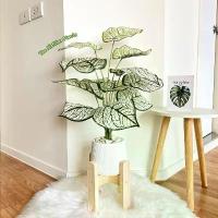 ราคา สินค้าดี ต้นไม้ปลอม(ฟรี!!หินโรย) ต้นออมเงินขนาดสูง 60-72 cm ตั้งพื้นหัวเตียง ต้นไม้มงคล พร้อมกระถางและหินสีขาว (1732010745361762121)