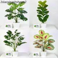 ราคา PlantsCenter P005 ต้นไม้ปลอม(ฟรีหินโรย)ต้นไทรใบสัก มอนสเตอร่า ฯลฯ สูง40-105ซม.พร้อมกระถางและหินสีขาว (1732696234702898460)