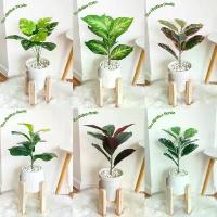 ราคา ต้นไม้ปลอม ต้นไม้มงคล 6 ชนิดตั้งโต๊ะ ตั้งหน้าทีวี พร้อมกระถางและหินสีขาว (สูง40ซม.) ขายดีประจำเดือนนี้ มวน เปล่า 500 ชิ้น สีแดง (1731549260640521014)