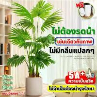 ราคา แนะนำ เช่นเดียวกับภาพต้นไผ่ปลอม ต้นไม้ปลอมใหญ่ ต้นไม้ปลอม ต้นไม้เทียม ไม่มีกลิ่นแปลกๆ แพงนิดหน่อยแต่ดีจริงๆ (1732190580357236175)