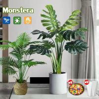 ราคา ต้นไม้ปลอม มินอมอล ต้นไม้ปลอมเล็ก สำหรับตกแต่งบ้านและสวน ต้นไม้มงคลปลอม ราคาถูกที่สุด ต้นไม้มงคลสวยๆ ในบ้าน ต้นไม้มงคล ต้นไม้ปลอมตกแต่งบ้าน ต้นไม้ตกแต่งบ้าน ต้นไม้ปลอมสวยๆ ต้นไม้ (1732805799255181000)