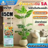 ราคา ราคาต่ำสุด ต้นไม้มงคลปลอม ฟรีกระถางดอกไม้ต้นไม้ สไตล์นอร์ดิก ในบ้าน ต้นไม้มงคล ต้นไม้ประดิษฐ์ ต้นไม้ปลอม ต้นไม้ปลอมตกแต่งบ้าน ต้นไม้ตกแต่งบ้าน ต้นไม้ปลอมสวยๆ ต้นไม้ปลอมใหญ่ ต้นไม้เทียม ต้นไม้แต่งห้อง 