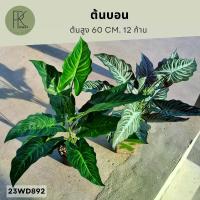 ราคา ต้นบอน12ก้าน ต้นบอนปลอม ต้นไม้ประดิษฐ์ ต้นไม้ปลอม (1731010531567176468)