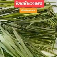 ราคา หญ้าหวานอิสราเอล ใบหญ้าหวานสด4กิโล อาหารกระต่าย,เต่า (1731315307042867174)