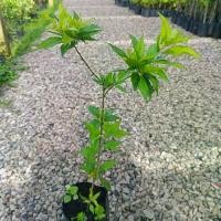 ราคา ต้นเชอรี่ดอย หรือที่เรียกว่า เชอร์รี่หวาน, เชอร์รี่ไทย, และลูกไหน เป็นผลไม้ที่มีรสชาติหวานอมเปรี้ยว มีคุณค่าทางโภชนาการสูงจากวิตามินและแร่ธาตุต่างๆ นิยมนำมาทำเครื่องดื่ม สมูทตี้ (1732333265878418601)