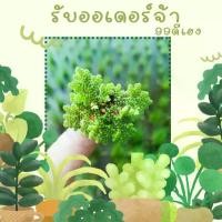 ราคา แหนแดง เลี้ยงสัตว์ ให้อาหารไก่ อาหารปลา อย่างดี พันธุ์เกษตร 1 กิโล(ไมโครฟิลล่า) ของแท้จากสวน 99ดีเฮงแฟมมิลี่ (1730568703633426508)