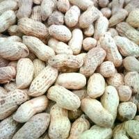 ราคา ถั่วลิสง แบบฝัก ล้างสะอาด ถุงละ 3 กิโลกรัม ตากแห้ง เอาไปทำเป็นเมล็ดพันธุ์ เพาะะงอก เพาะหน่อ งอกถั่ว (1731851921629219615)