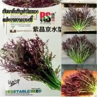 ราคา 600+ เมล็ด เมล็ดมัสตาร์ดมิซูน่าใบแดง (ปลูกง่าย มัสตาร์ด ทุกตัวจะมีรสชาติแบบผักเขียวน้อยบ้านเรา (ผักกาดฮีน : อิสาน) ปลูกง่ายโตไว) (1729667940566075726)