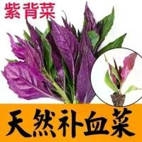 ราคา เมล็ดกะหล่ำปลีสีม่วง, เสริมเลือดตามธรรมชาติ, Tiankui กะหล่ำปลีผิวเลือด, กะหล่ำปลีสีแดงฟีนิกซ์, พิเศษ, ง่ายต่อการเติบโต, โภชนาการ, กะหล่ำปลีเจ้าแม่กวนอิม, ผักเมล็ด (1731981874958337386)