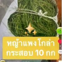 ราคา หญ้าแพงโกล่ายกกระสอบ 10 กก อาหารสัตว์เลี้ยง ใบขนุนแห้ง (1729781611233184016)