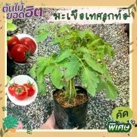 ราคา ต้นมะเขือเทศลูกท้อ พืชผักสวนครัว ผักสวนครัวพร้อมปลูก สมุนไพรไทย ผักสลัด ผักปลอดสาร อินทรีย์ จัดสวน ดิน หิน เมล็ดพืช ต้นไม้ (1732004519405783603)