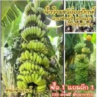 ราคา (ซื้อ1แถม1) กล้วยน้ำว้ายักษ์ แข็งแรง สายพันธุ์ดี ทุกหน่อแช่น้ำยาเร่งราก + ยาฆ่าเชื้อ มีคู่มือการปลูก ส่งฟรี (1731871302918178336)