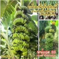ราคา (หน่อละ 99ส่งฟรี) กล้วยน้ำว้ายักษ์ แข็งแรง สายพันธุ์ดี ทุกหน่อแช่น้ำยาเร่งราก + ยาฆ่าเชื้อ มีคู่มือการปลูก ส่งฟรี (1732725016883594395)