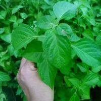 ราคา ต้นยี่หร่า ยี่หร่า ต้นกะเพราควาย (1732267847236552653)