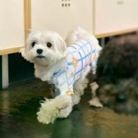 ราคา พร้อมส่ง. (NEW!) Bug Guard All-In-One: Blue Flower (Englisher Garten Series) - เสื้อ Cooling (กันแมลง)สำหรับสุนัข แบรนด์ munikund (1733315063821862218)