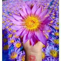 ราคา ชาดอกบัวสีน้ำเงิน,ชาดอกไม้หอม,สมุนไพรเพื่อสุขภาพ(Blue lotus tea) (1733340799756961618)