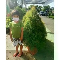 ราคา สนหอม ต้นใหญ่ / ต้นสนหอม ต้นใหญ่ / ต้นสนหอมไล่ยุง / CHAMAECYPARIS LAWONIANA / ELLWOOD’S GOLD (สูง พุ่มใหญ่ ใบดก) (1732227806417749627)