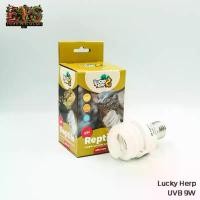 ราคา ขายร้อน จัดส่งเฉพาะจุด Lucky Herp หลอดไฟ UVB 10.0 สำหรับสัตว์เลื้อยคลาน (9W) Reptile Compact Fluorescent Lamp - MINI UVB (1733130908948531170)