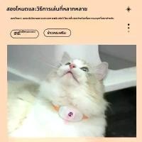 ราคา ปลอกคอเลเซอร์สัตว์เลี้ยง มาใหม่ ใช้คู่ ปล่อยมือของคุณ ไฟ LED อัจฉริยะ เลเซอร์ ของเล่นแมวหยอกล้อแมว cat monitor camera (1732857550214956393)