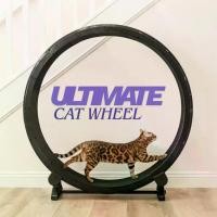 ราคา The Ultimate Exercise Cat Wheel 122cm วงล้อ ลู่วิ่งออกกำลังกายแมวสำหรับบ้านและคอนโด (1733411329426949313)