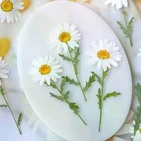 ราคา ดอกไม้แห้งดอกเบญจมาศคริสตัลแก้ว 24 ชิ้น สีขาวและสีเหลืองหรูหรา เหมือนกับกลีบดอกไม้ พร้อมลำต้นสีเขียว ดอกไม้ประดิษฐ์ติดทนานสำหรับงานฝีมือ กิ๊บติดผม กรอบรูป ของตกแต่งบ้าน เหมาะสำหร (1732988111444739567)