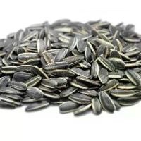 ราคา 3ห่อ คุ้มกว่า เม็ตทานตะวัน 500กรัม เมล็ดทานตะวัน กินแก้ง่วง อาหาร กินเล่น เมล็ดธัญพืช ผลไม้และผลไม้อบแห้ง ธัญพืช ขนม  (1732738650173179898)