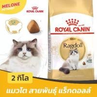ราคา Royal Canin Ragdoll อาหารแมว แมวโต รอยัลคานิน บำรุงขน ขนสวย พันธุ์ แร็กดอลล์ 2 kg (1732958330763445479)