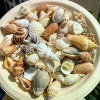 ราคา เปลือกหอยสังข์ขนาดใหญ่ที่ผ่านกรรมวิธีแล้ว มีจำหน่ายใน 50/100/200 กรัม ขนาดโดยประมาณ 1- 5 ซม. (0.39- 1.97 นิ้ว) เหมาะสำหรับทำสร้อยข้อมือหอยสังข์ งานฝีมือ DIY ของตกแต่งบ้าน ชุดพิพิธภัณฑ์สัตว์น้ำ ฯลฯ (17