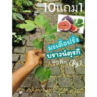 ราคา ต้นฟิกซ์ ต้นมะเดื่อฝรั่ง บราวน์ตุรกี brown turkey fig tree ผลไม้ ผักสลัด ต้นกล้า กิ่งตอน เมล็ดพันธุ์ จัดสวน ดิน ปุ๋ย (1732932453569103287)
