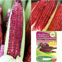 ราคา [กินดิบได้!] เมล็ดพันธุ์ ข้าวโพดหวานม่วงทับทิม ข้าวโพดทานดิบได้ ไม่ใช่ ทับทิมสยาม ข้าวโพดฮอกไกโด ข้าวโพดทับทิม คําแนะนําผลิตภัณฑ์ใหม่ของเดือนนี้ (1732673555353405069)