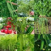 ราคา [ ซื้อ 3 แถม 2 ฟรี ] ถั่วฝักยาว/แตงกวา/หน่อไม้/กระเจี๊ยบเขียว/มะระจีน/เมล็ดพันธุ์ เคล/มล็ดพันธุ์ผักชี/มะเขือเทศราชินี COD (1732921174343780048)