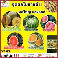 ราคา เมล็ดพันธุ์ ชุดผลไม้ ขายดี ปลูกง่าย โตไว ผลใหญ่ เมล่อนฮันนี่ร็อค/แตงโมคิมสันสวีท/แตงโมชูก้าเบบี้/แตงโมฟลอริด้าไจแอ้นท์ สินค้าดี (1730788725326186772)