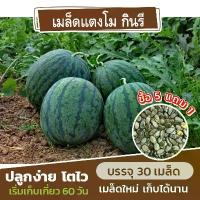 ราคา COD เมล็ดพันธุ์ แตงโม พันธุ์กินรี แบ่งขาย 30 เมล็ด (ซื้อ 5 แถม 1) (1733126389234108409)