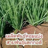 ราคา เมล็ดพันธุ์ หอมแบ่งสายพันธุ์แตกกอดี800เมล็ดพร้อมคู่มือเพาะปลูก (1732760388571858802)