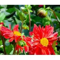 ราคา เมล็ดดอกไม้ Xiaoli , เมล็ดพันธุ์, Xiaoli ดอกเบญจมาศดอกไม้, เมล็ดพันธุ์เล็กระเบียง (1732996547974759915)