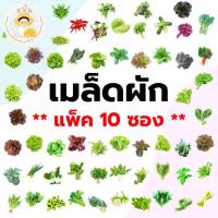 ราคา (แพ็ค 10 ซอง) เมล็ดพันธุ์ ผักสลัด ผักสวนครัว กรีนโอ๊ค เรดโอ๊ค ฟิลเลย์ บัตเตอร์เฮด เรดคอส กรีนคอส ฯลฯ (1732796607847696337)