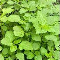 ราคา เมล็ดพันธุ์ ผักโขมเขียว ผักสวนครัว 1000-2500 เมล็ด ใบเขียวสด รสหวาน ไม่มีเหม็นเขียว [ซื้อ 10 แถม 1 คละได้] (1732072176584524997)