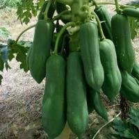 ราคา เมล็ดพันธุ์ มะละกอ แขกดำ แขกดำเนิน แขกนวน มะละกอส้มตำ พันธุ์ดก [10 แถม 1 คละได้] (1732073044669727941)