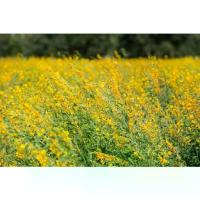 ราคา เมล็ดพันธุ์ ปอเทือง 90-200 เมล็ด ปุ๋ยพืชสด ไนโดรเจนสูง (ซื้อ10 แถม 1 คละได้) (1732071064936350917)