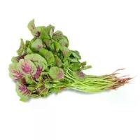 ราคา เมล็ดพันธุ์ ผักโขมใจแดง ผักโขมเขียวใจแดง ผักโขมใบกระ ตัวเลือกสูงสุด 10000 เมล็ด [ 10 แถม 1 คละได้] (1732071754956113093)