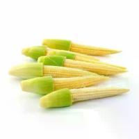 ราคา เมล็ดพันธุ์ ข้าวโพดฝักอ่อน ข้าวโพดอ่อน 20 เมล็ด [10 แถม 1 คละได้] (1732071884522751173)