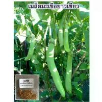 ราคา เมล็ดพันธุ์ มะเขือยาวเขียว 90-200 เมล็ด ผลยาว สีเขียวอ่อน เนื้อแน่น ปลูกง่าย ทนแดด [10 แถม 1 คละได้] (1732072363179214021)